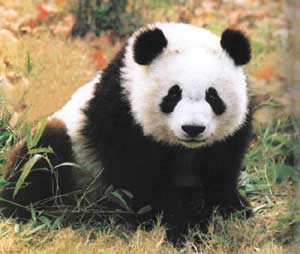 比大熊猫更濒危的动物全国仅剩1只 比大熊猫更濒危的动物全国仅剩1只