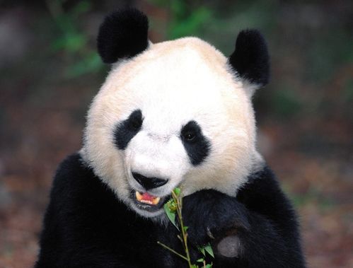 比大熊猫更濒危的动物全国仅剩1只 比大熊猫更濒危的动物全国仅剩1只