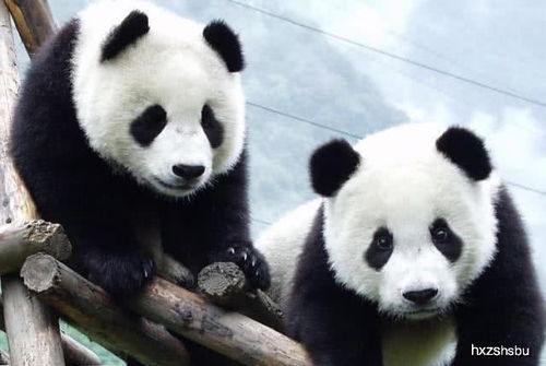 比大熊猫更濒危的动物全国仅剩1只 比大熊猫更濒危的动物全国仅剩1只