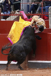 斗牛比赛现场冲突致人死亡？不实