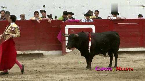 斗牛比赛现场冲突致人死亡？不实