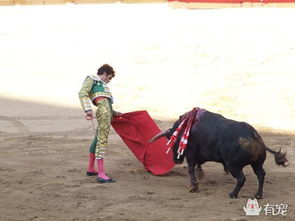 斗牛比赛现场冲突致人死亡？不实