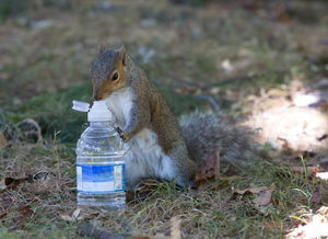 小松鼠高多少汽车 小松鼠高多少汽车