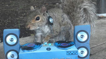 小松鼠高多少汽车 小松鼠高多少汽车