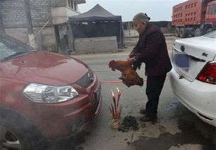 汽车能装多少活鸡 汽车能装多少活鸡