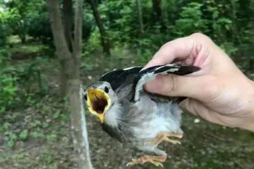 男子吃冰西瓜引发急性胰腺炎 男子吃冰西瓜引发急性胰腺炎