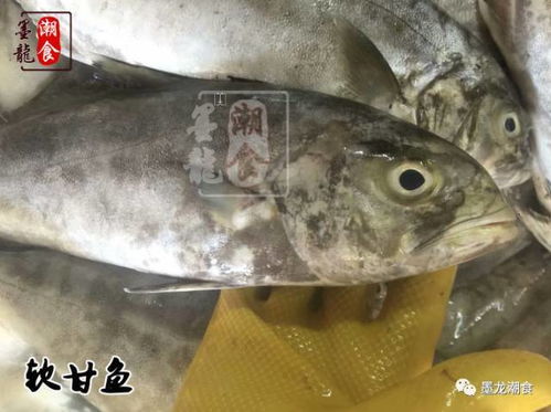 汽车鱼价值多少合适 汽车鱼价值多少合适