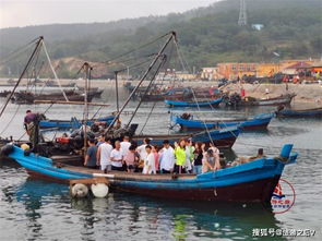 海岛有多少种汽车 海岛有多少种汽车