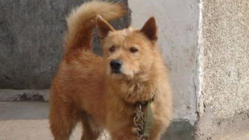 中国下司犬外网爆火 被称为中国狗王 中国下司犬外网爆火 被称为中国狗王