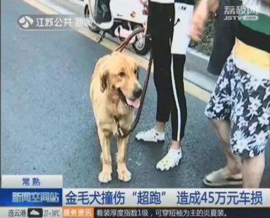 汽车撞死狗狗赔付多少 汽车撞死狗狗赔付多少