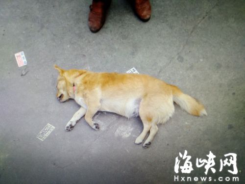 汽车撞死狗狗赔付多少 汽车撞死狗狗赔付多少