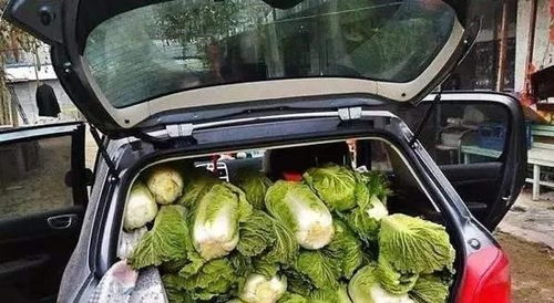 汽车可以放多少菜 汽车可以放多少菜