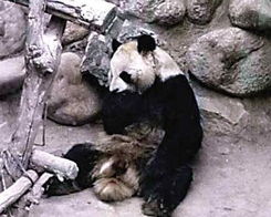 2人造谣科研人员虐待大熊猫获刑 2人造谣科研人员虐待大熊猫获刑