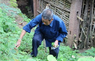 老人被蛇追咬持杖还击 老人被蛇追咬持杖还击