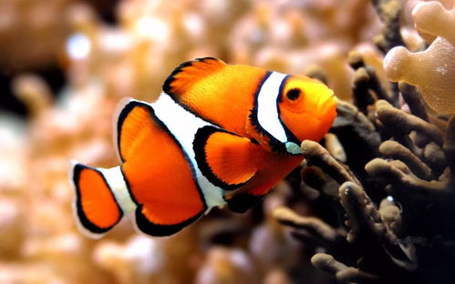 迪士尼钥匙圈被炒到一个499元 迪士尼钥匙圈被炒到一个499元