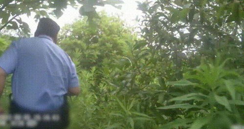 男子绿化带里摘叶子煮水喝差点没命 男子绿化带里摘叶子煮水喝差点没命