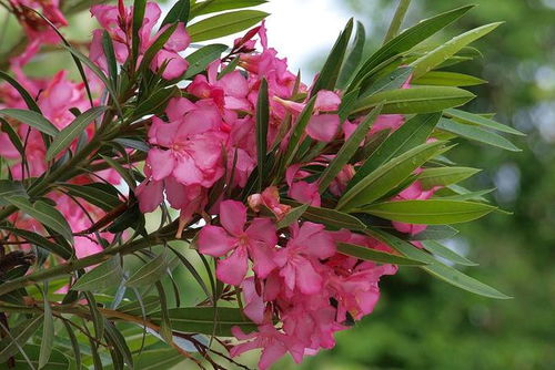 男子绿化带里摘叶子煮水喝差点没命 男子绿化带里摘叶子煮水喝差点没命