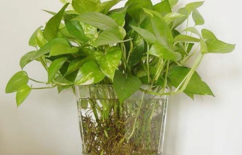 男子绿化带里摘叶子煮水喝差点没命 男子绿化带里摘叶子煮水喝差点没命