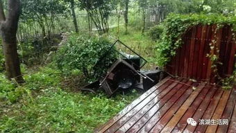 广东中山狂风暴雨有树木砸中车辆 广东中山狂风暴雨有树木砸中车辆