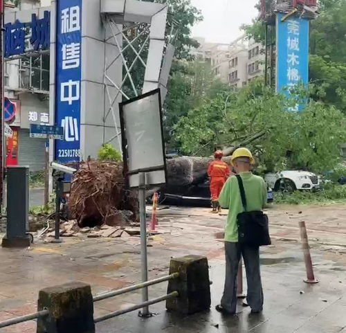 广东中山狂风暴雨有树木砸中车辆 广东中山狂风暴雨有树木砸中车辆