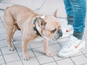 超级沙雕搞笑的宠物名字(可爱又沙雕的宠物名字,奇葩搞怪的宠物名字) 超级沙雕搞笑的宠物名字(可爱又沙雕的宠物名字,奇葩搞怪的宠物名字)