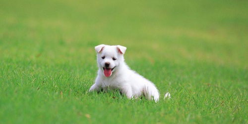 狗狗取名英文(狗狗取名英文中文通用) 狗狗取名英文(狗狗取名英文中文通用)