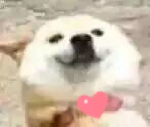 100个沙雕狗狗名字(沙雕的狗名) 100个沙雕狗狗名字(沙雕的狗名)