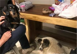 100个沙雕狗狗名字(沙雕的狗名) 100个沙雕狗狗名字(沙雕的狗名)