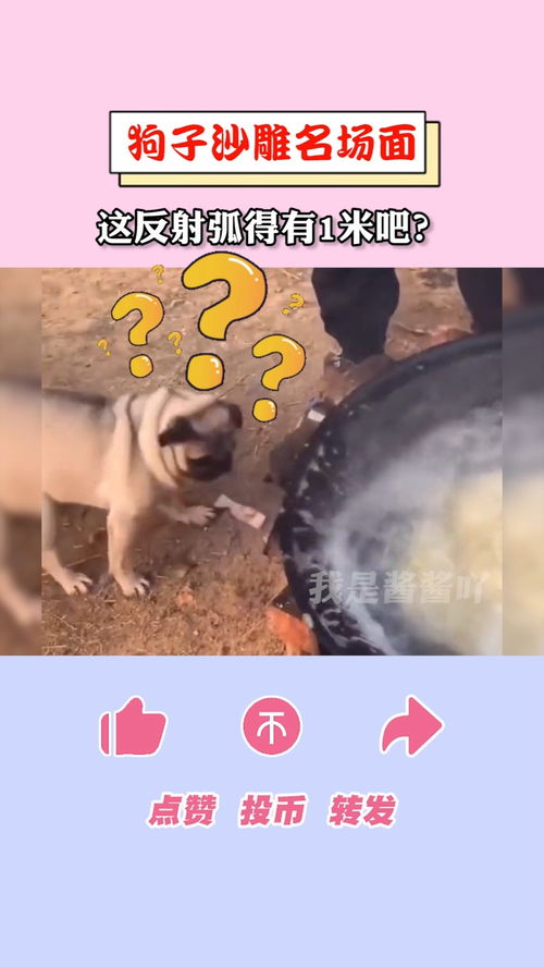 100个沙雕狗狗名字(沙雕的狗名) 100个沙雕狗狗名字(沙雕的狗名)