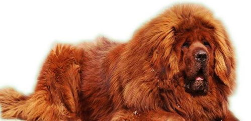 寓意吸金的名字(寓意吸金的名字宠物) 寓意吸金的名字(寓意吸金的名字宠物)