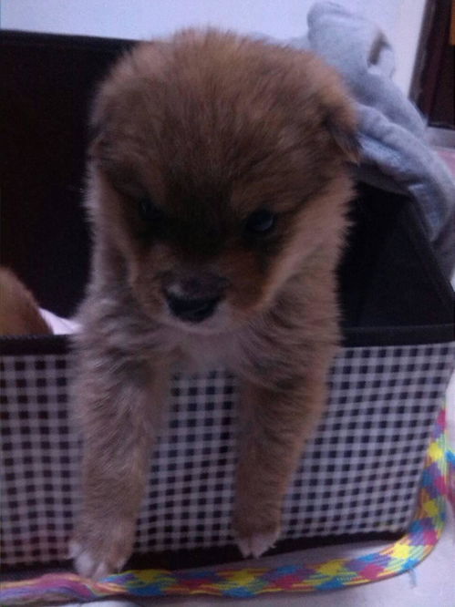 寓意吸金的名字(寓意吸金的名字宠物) 寓意吸金的名字(寓意吸金的名字宠物)