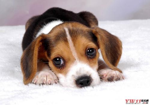 比较霸气的狗狗名字大全（好听霸气的狗狗名字大全）