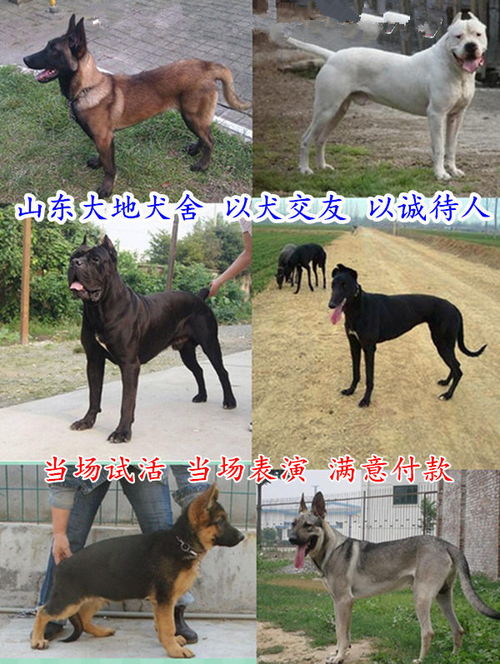 比较霸气的狗狗名字大全（好听霸气的狗狗名字大全）