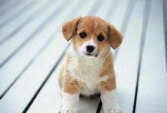 比较霸气的狗狗名字大全（好听霸气的狗狗名字大全）