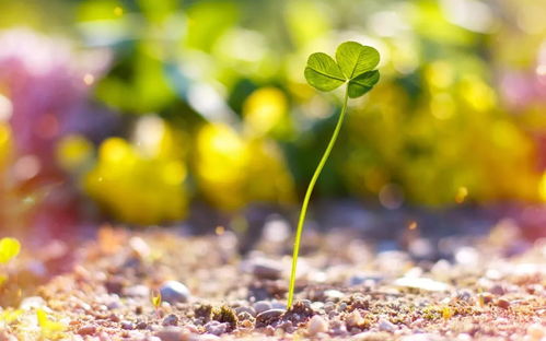 心境淡然的网名(心境淡然的网名意思) 心境淡然的网名(心境淡然的网名意思)