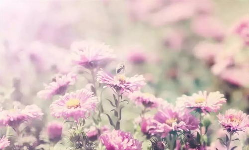 心境淡然的网名(心境淡然的网名意思) 心境淡然的网名(心境淡然的网名意思)