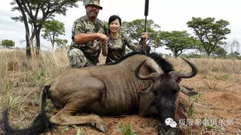 美国富翁在南非狩猎时被水牛顶死 美国富翁在南非狩猎时被水牛顶死