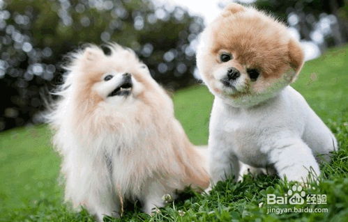 霸气的宠物名字(霸气的宠物名字情侣两个字) 霸气的宠物名字(霸气的宠物名字情侣两个字)