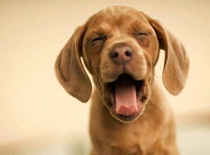 霸气的狗狗名字（霸气的狗狗名字男孩）