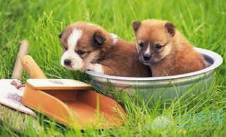 狗狗的名字取名大全（狗狗的名字取什么好听）