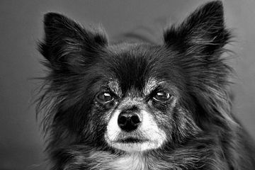 狗狗的名字取名大全（狗狗的名字取什么好听）