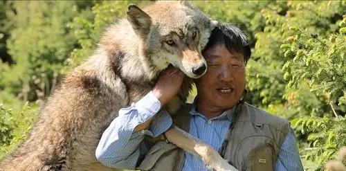 男子无人区投喂狼反遭“背刺”