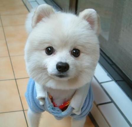 小狗叫什么名字好听(奶牛色的小狗叫什么名字好听) 小狗叫什么名字好听(奶牛色的小狗叫什么名字好听)