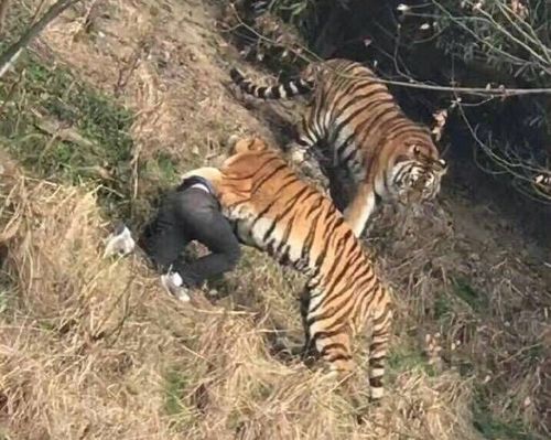 山东一动物园老虎翻围栏打“同事” 山东一动物园老虎翻围栏打“同事”