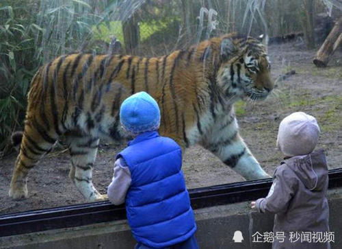 山东一动物园老虎翻围栏打“同事” 山东一动物园老虎翻围栏打“同事”