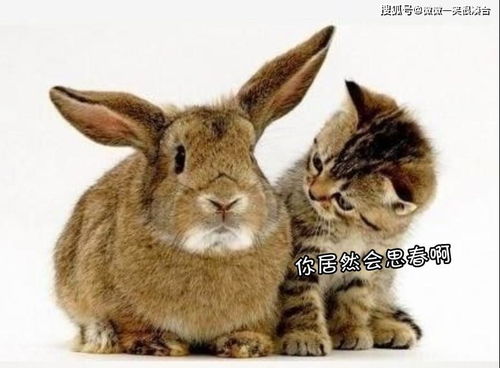 有水有草的兔女孩名字(带有水有草的女孩名字怎么起) 有水有草的兔女孩名字(带有水有草的女孩名字怎么起)