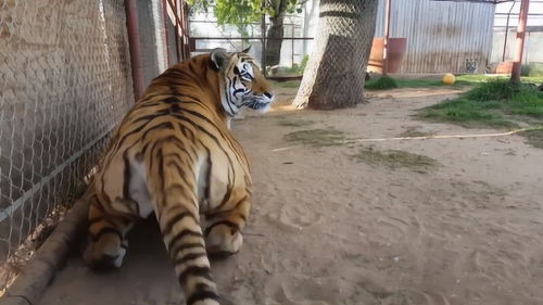 山东一动物园老虎翻围栏打“同事” 山东一动物园老虎翻围栏打“同事”