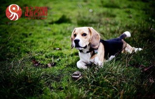 给狗狗起名字大全(给狗狗起名字大全洋气拉布拉多) 给狗狗起名字大全(给狗狗起名字大全洋气拉布拉多)