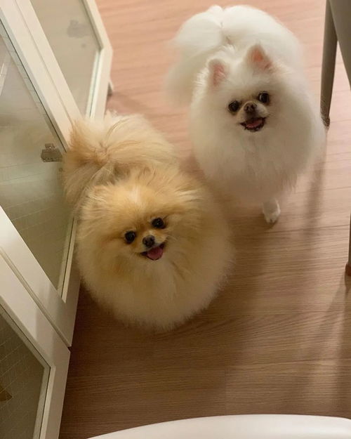 给狗狗起名字招财的名字(给狗狗起名字招财的名字大全) 给狗狗起名字招财的名字(给狗狗起名字招财的名字大全)