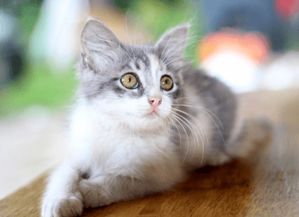 100个创意宠物猫名字（宠物猫名字大全霸气）
